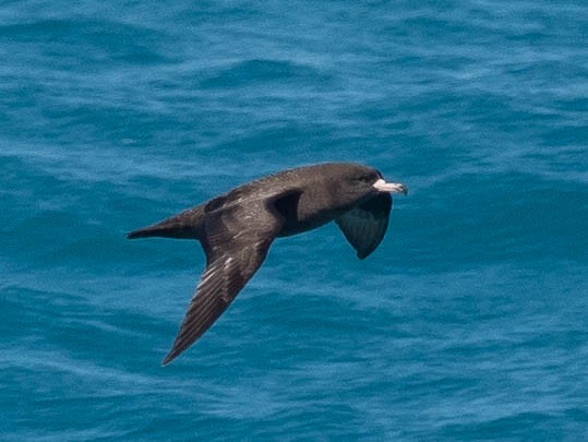 Flesh-footed Shearwater - William Stephens