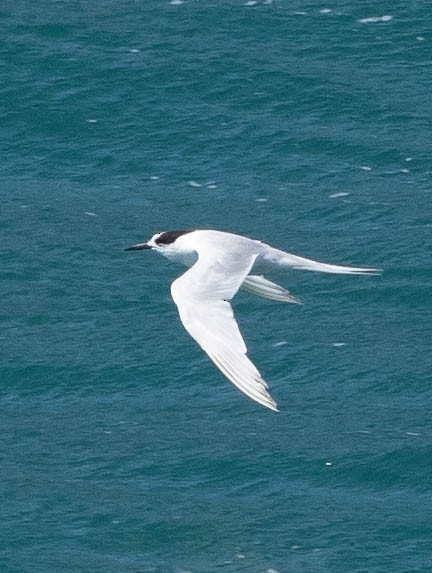 White-fronted Tern - William Stephens
