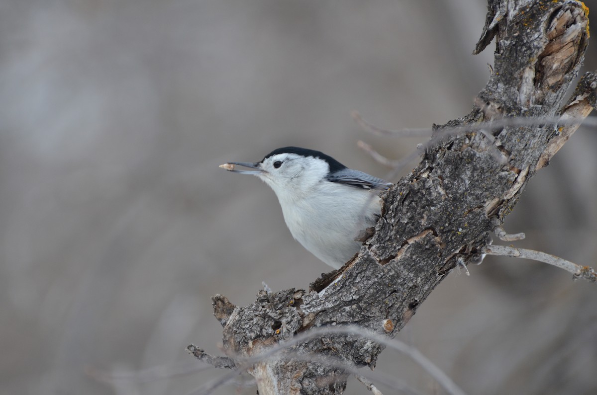 White-breasted Nuthatch - ML147260641