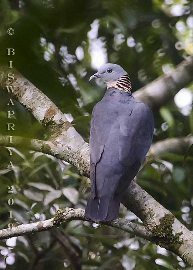 Ashy Wood-Pigeon - Biswapriya Rahut