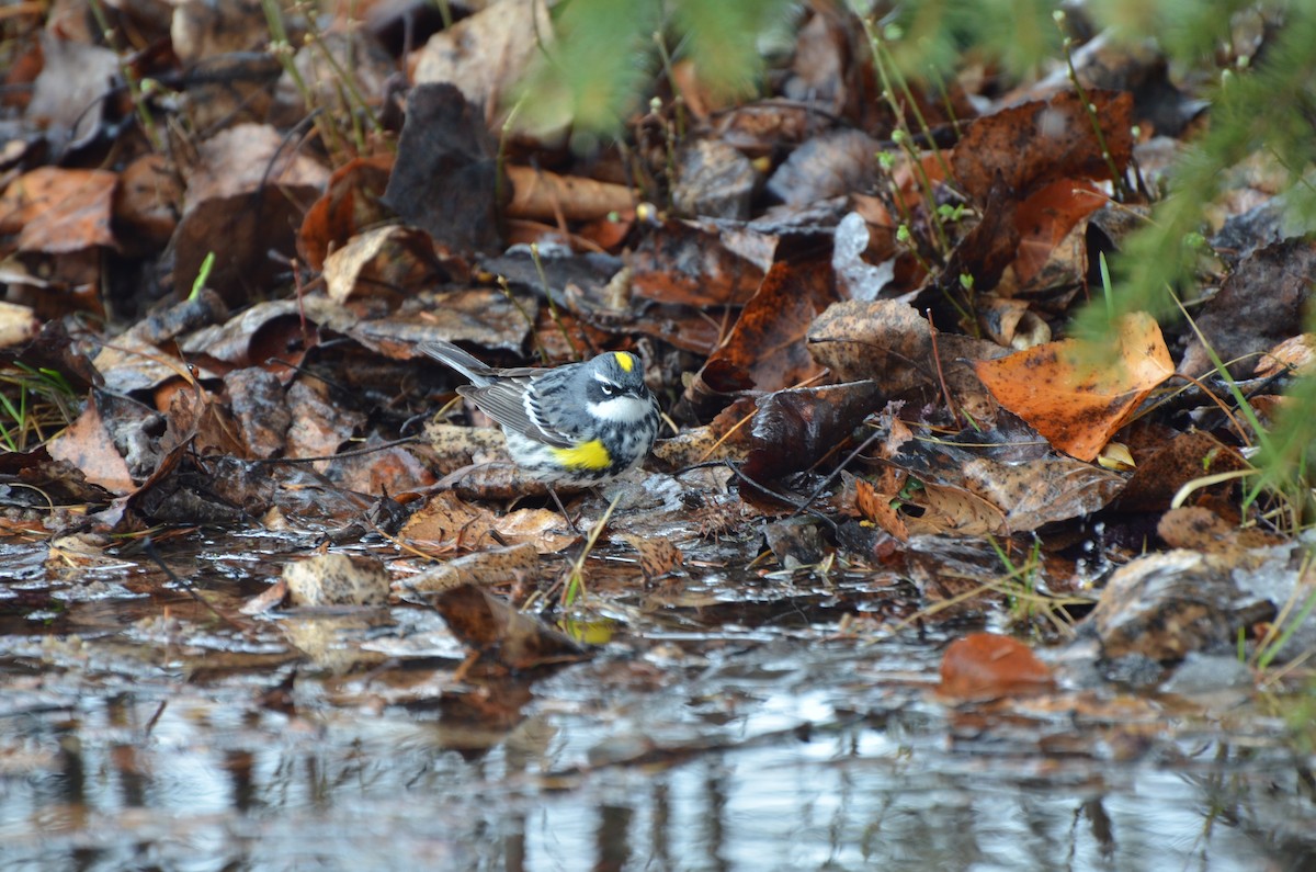 Yellow-rumped Warbler (Myrtle) - Scott Olshanoski
