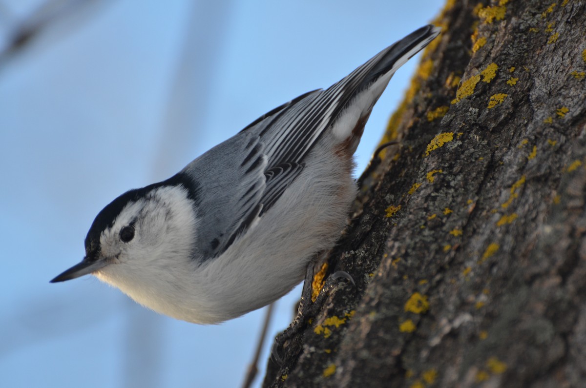 White-breasted Nuthatch - ML147263441