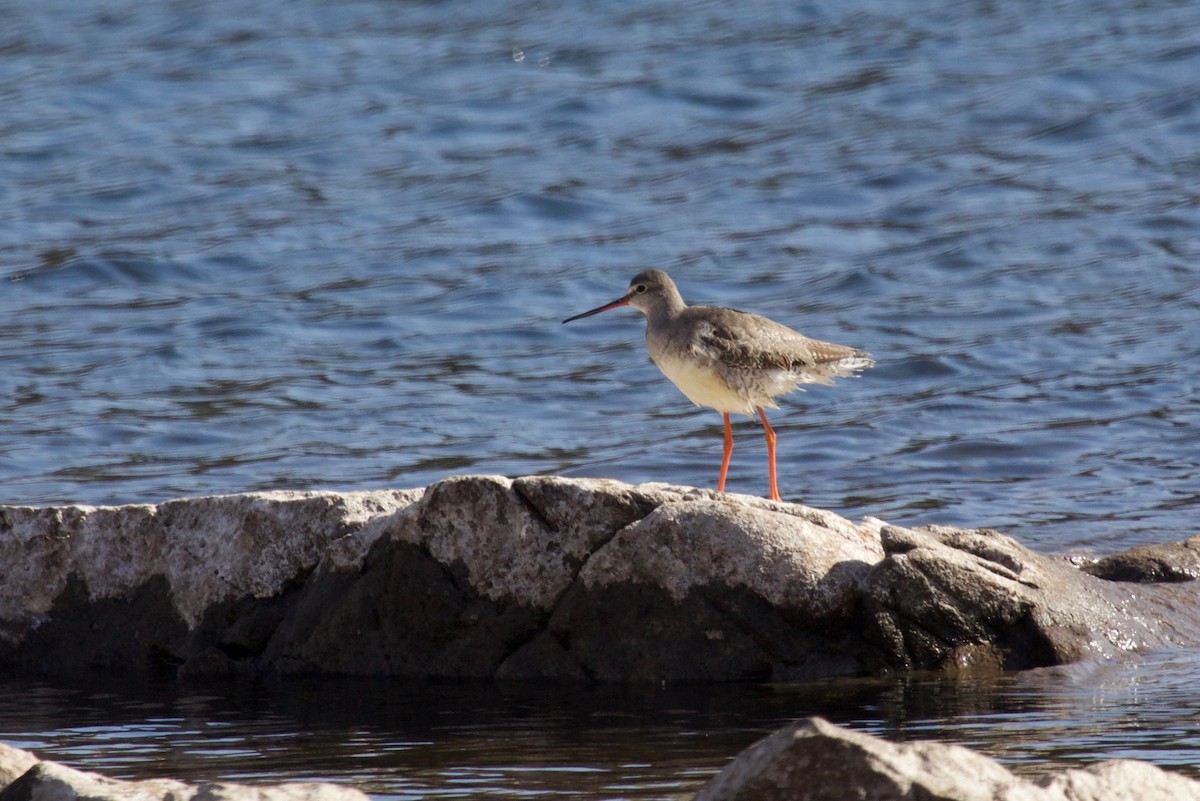 Spotted Redshank - ML147264031