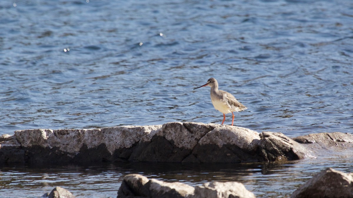 Spotted Redshank - ML147264091