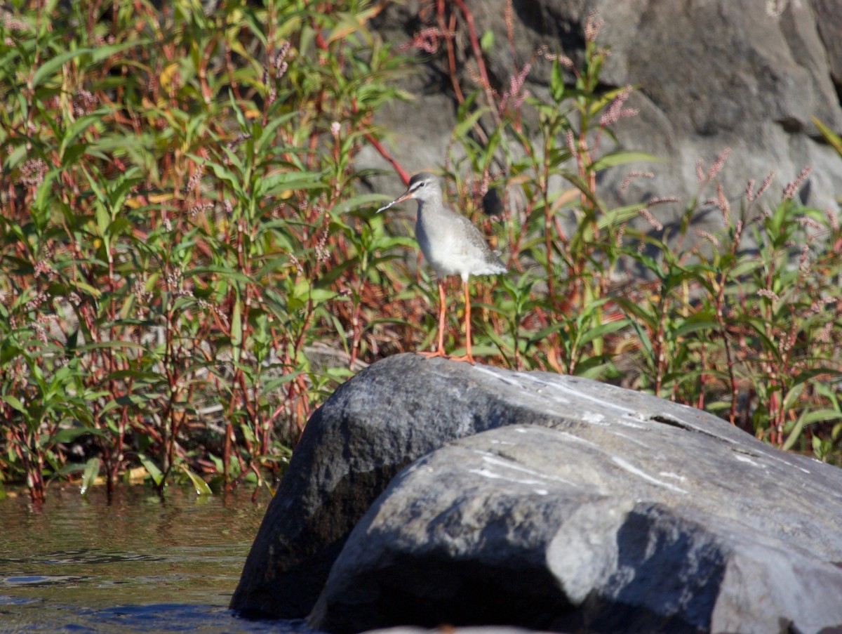 Spotted Redshank - ML147264131