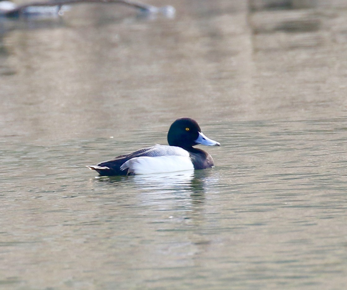 Lesser Scaup - Victor Stoll