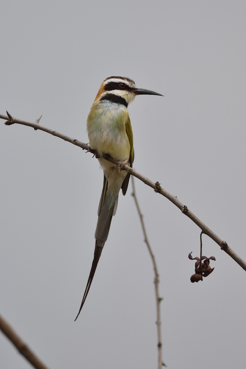 White-throated Bee-eater - Santiago Caballero Carrera