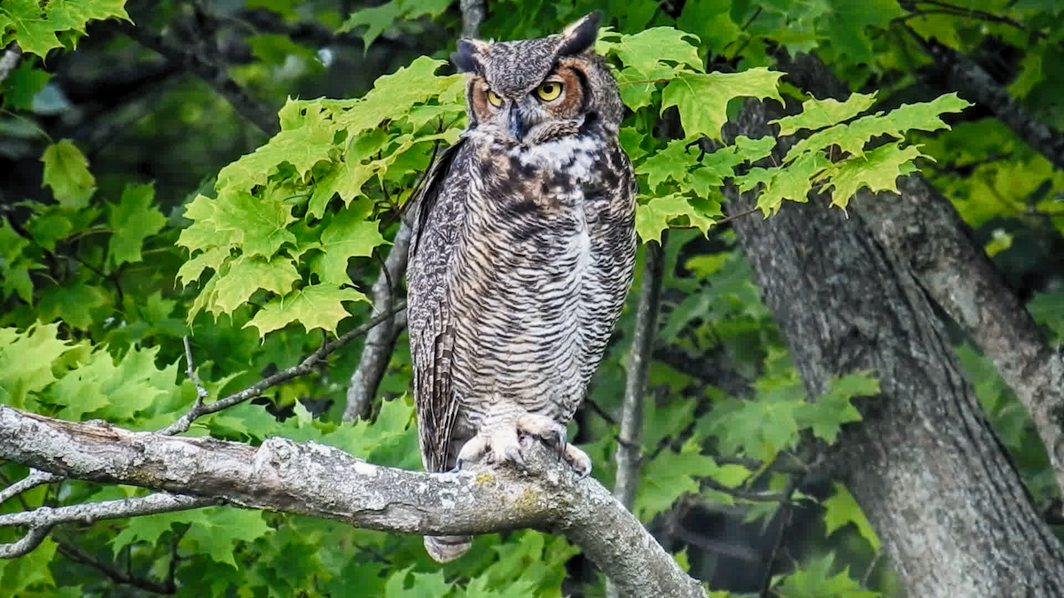 Great Horned Owl - Rick Veldman
