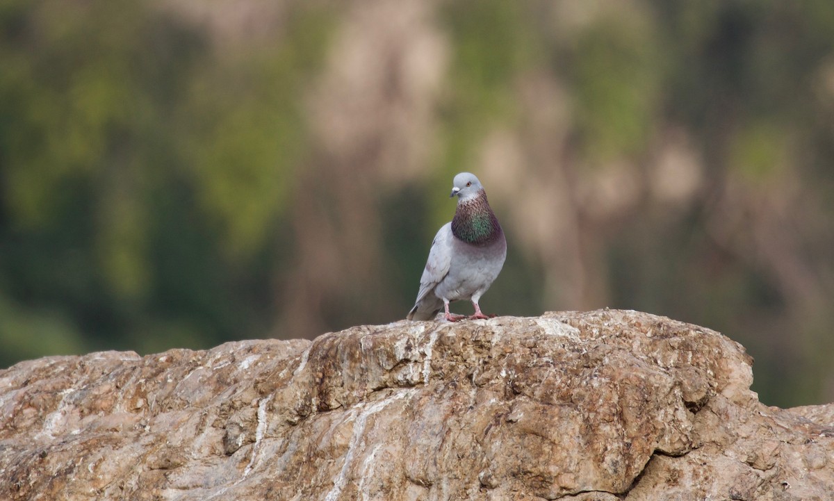 Rock Pigeon (Feral Pigeon) - ML147269251