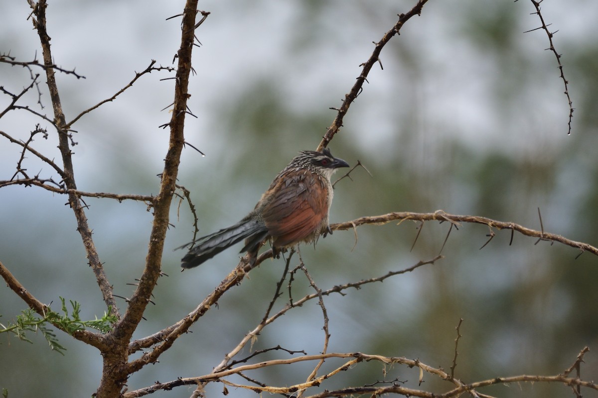 White-browed Coucal - ML147272131