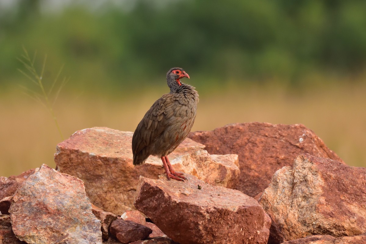 Red-necked Spurfowl - ML147272511