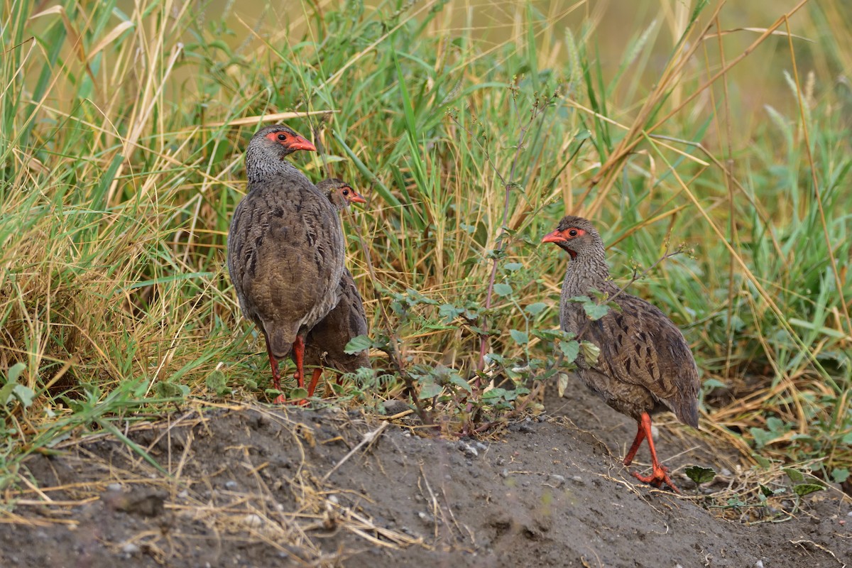 Red-necked Spurfowl - ML147272521
