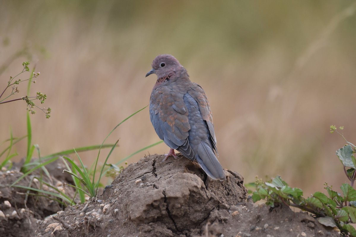 Laughing Dove - ML147272941