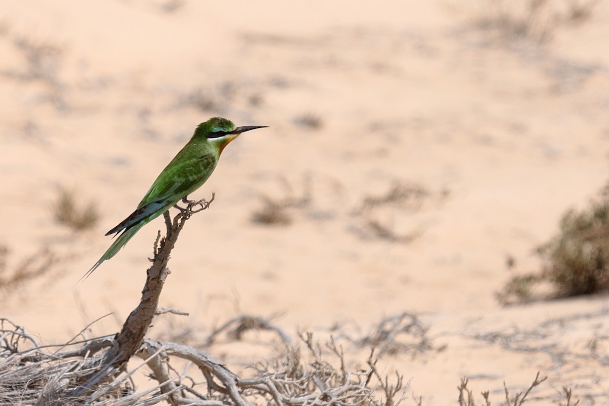 Blue-cheeked Bee-eater - ML147274751