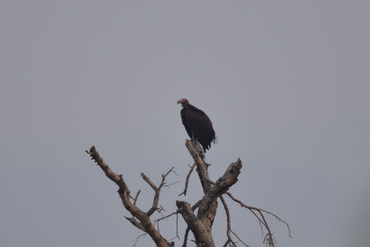 Lappet-faced Vulture - ML147274821