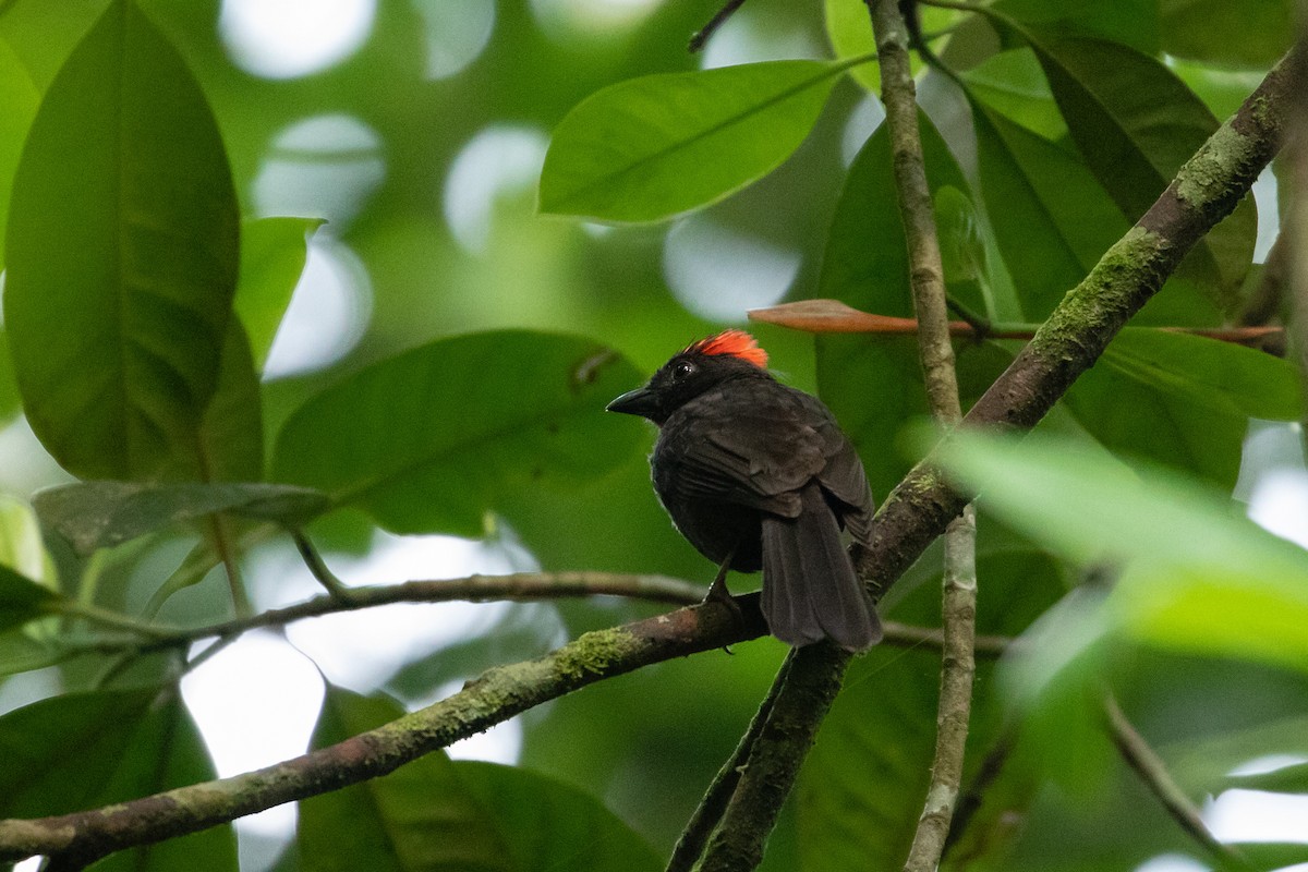 Sooty Ant-Tanager - ML147275771