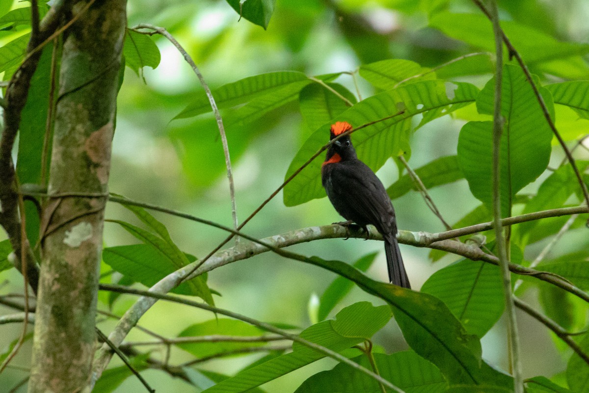 Sooty Ant-Tanager - ML147275781
