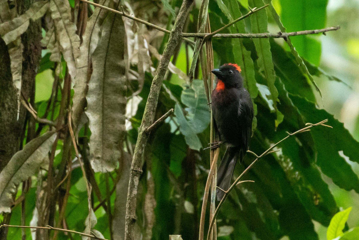 Sooty Ant-Tanager - Louis Bevier