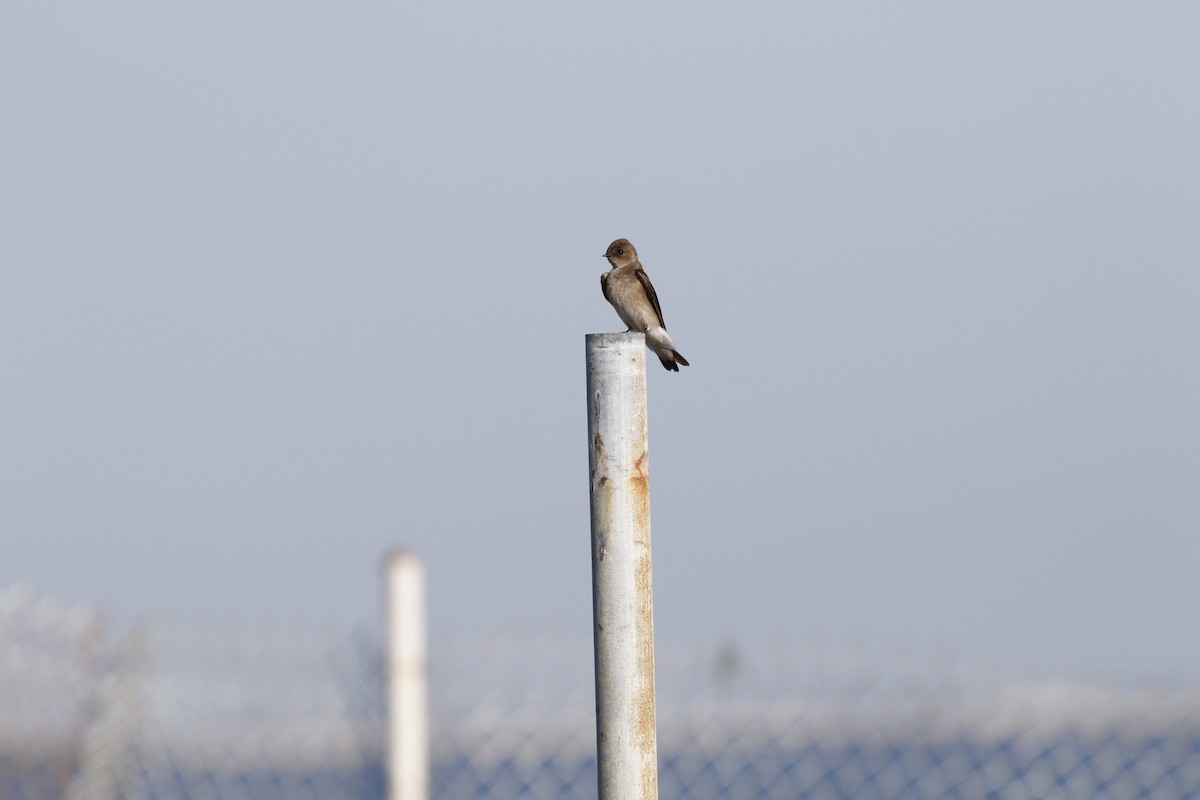 Northern Rough-winged Swallow - Anne Ruben