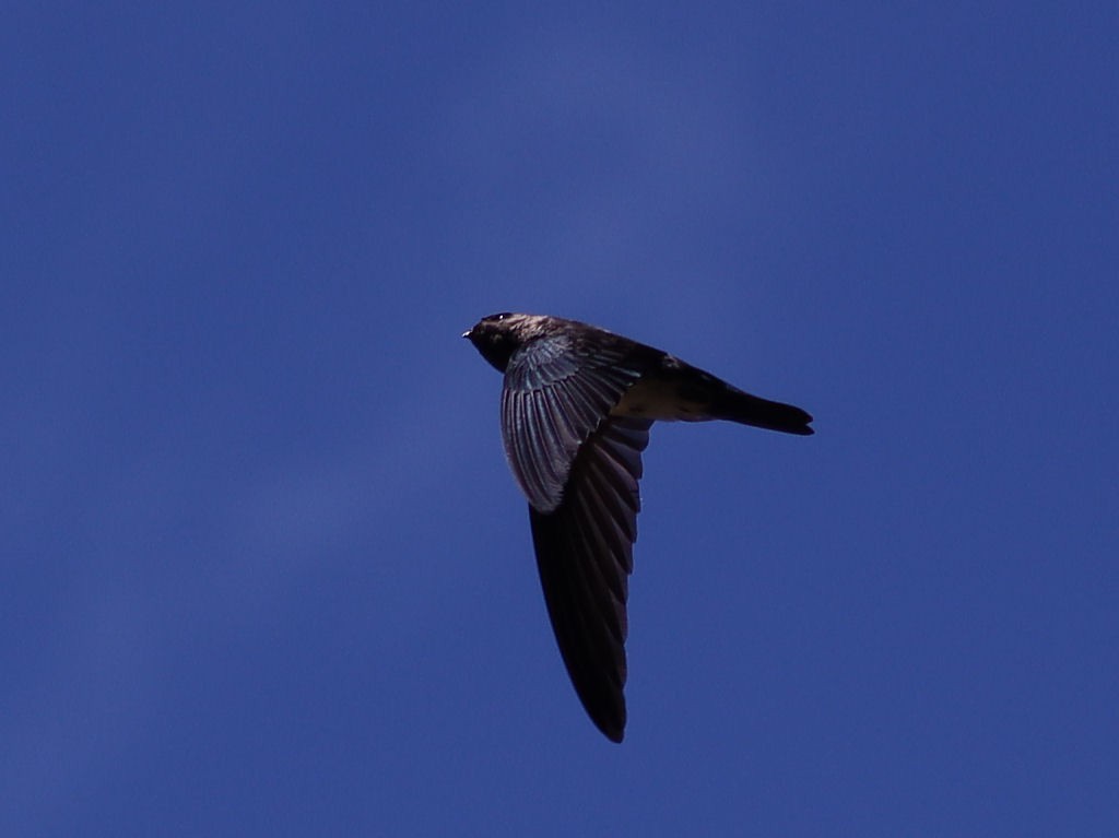 Christmas Island Swiftlet - jannette and peter manins