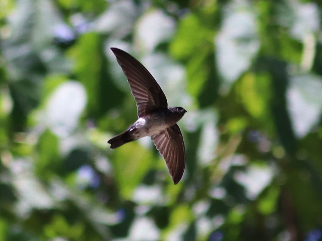 Christmas Island Swiftlet - jannette and peter manins