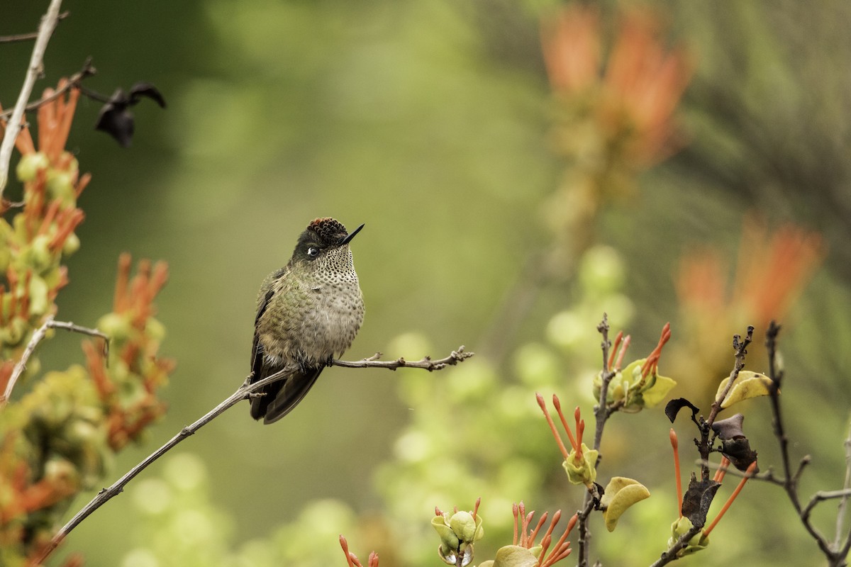 Green-backed Firecrown - ML147276771
