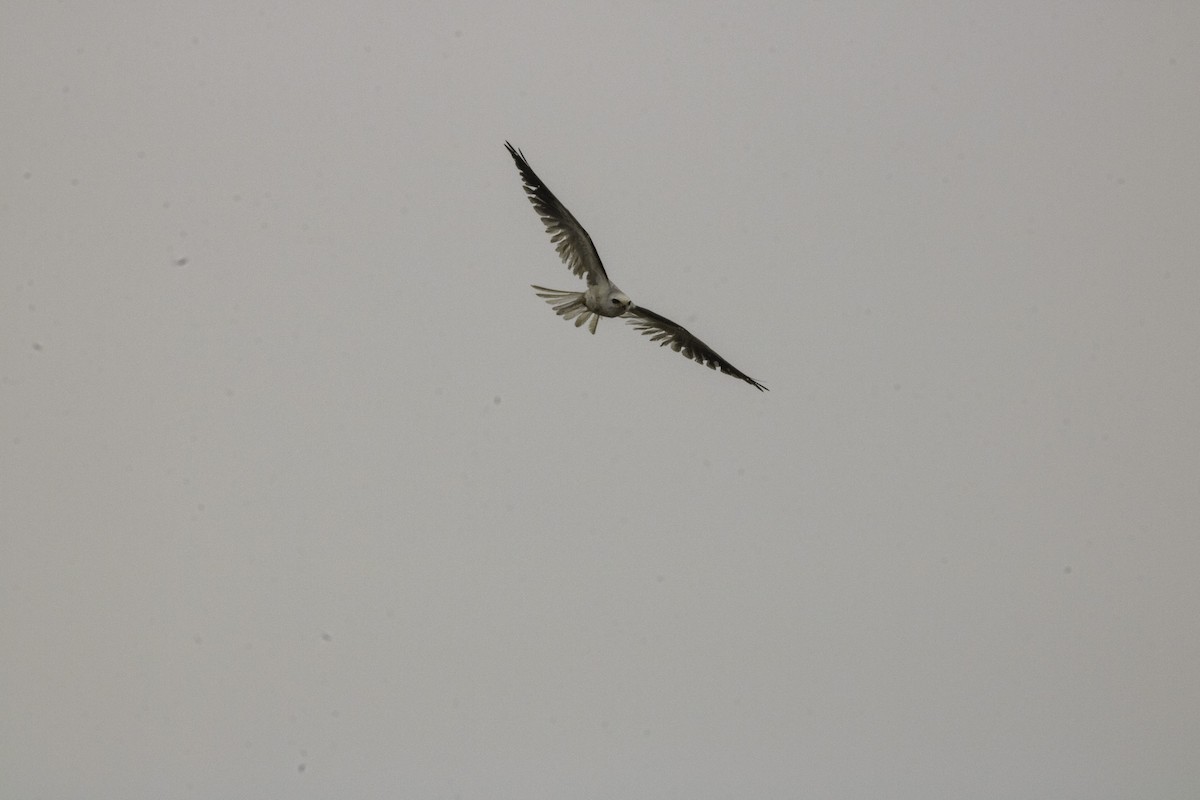 White-tailed Kite - ML147277101