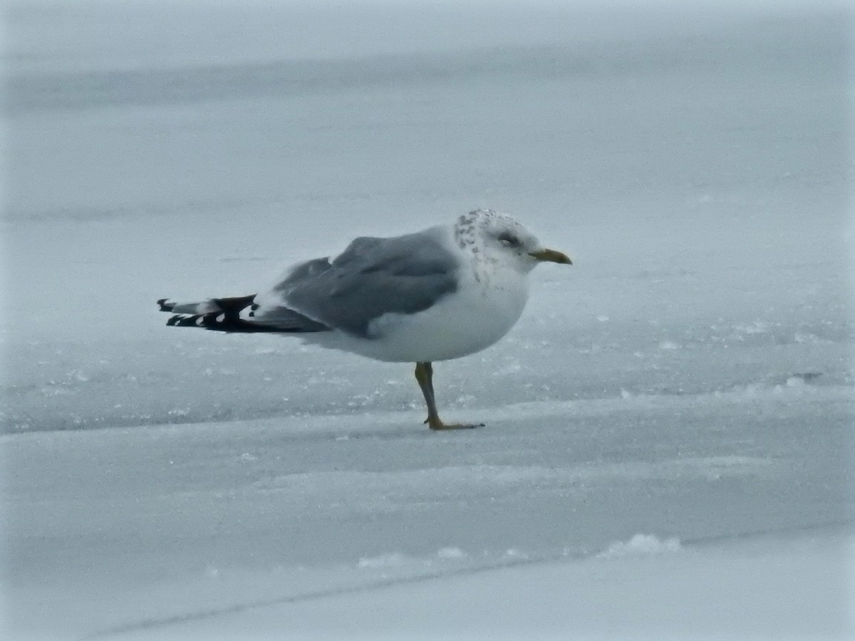 Common Gull - Alison Mews