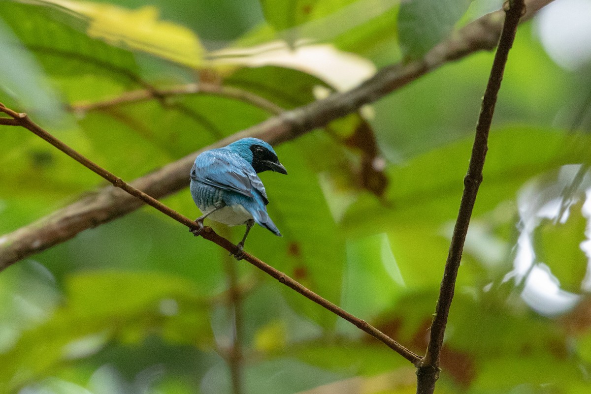 Swallow Tanager - ML147277551