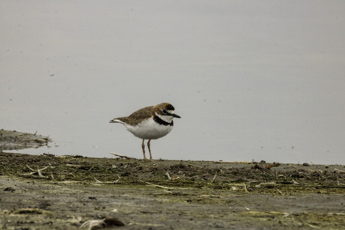 Collared Plover - ML147277711