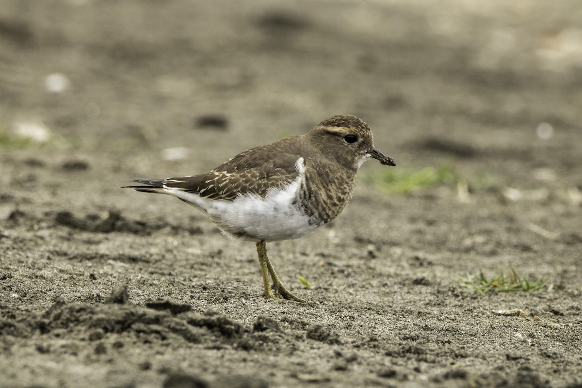 Rufous-chested Dotterel - ML147277751