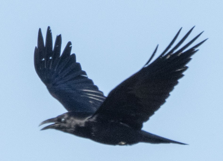 Common Raven - LeRoy  Dorman