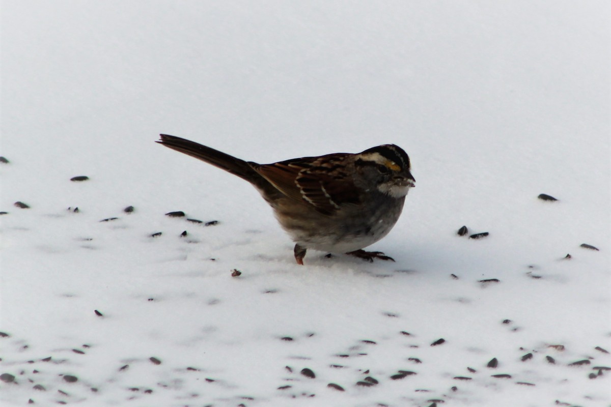 White-throated Sparrow - ML147280411