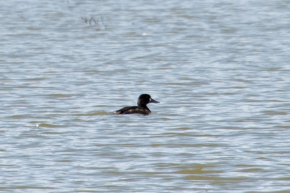 Greater/Lesser Scaup - ML147280921