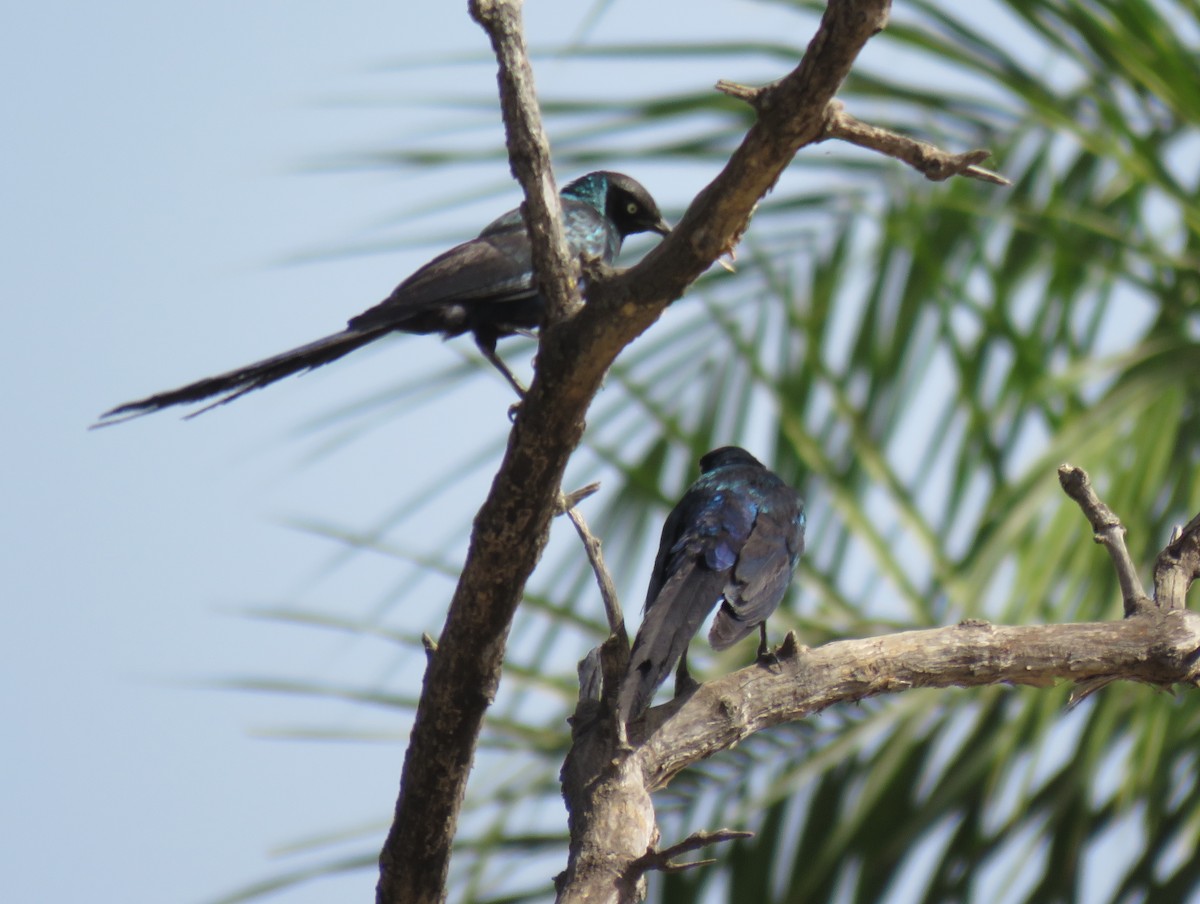 Long-tailed Glossy Starling - ML147281321