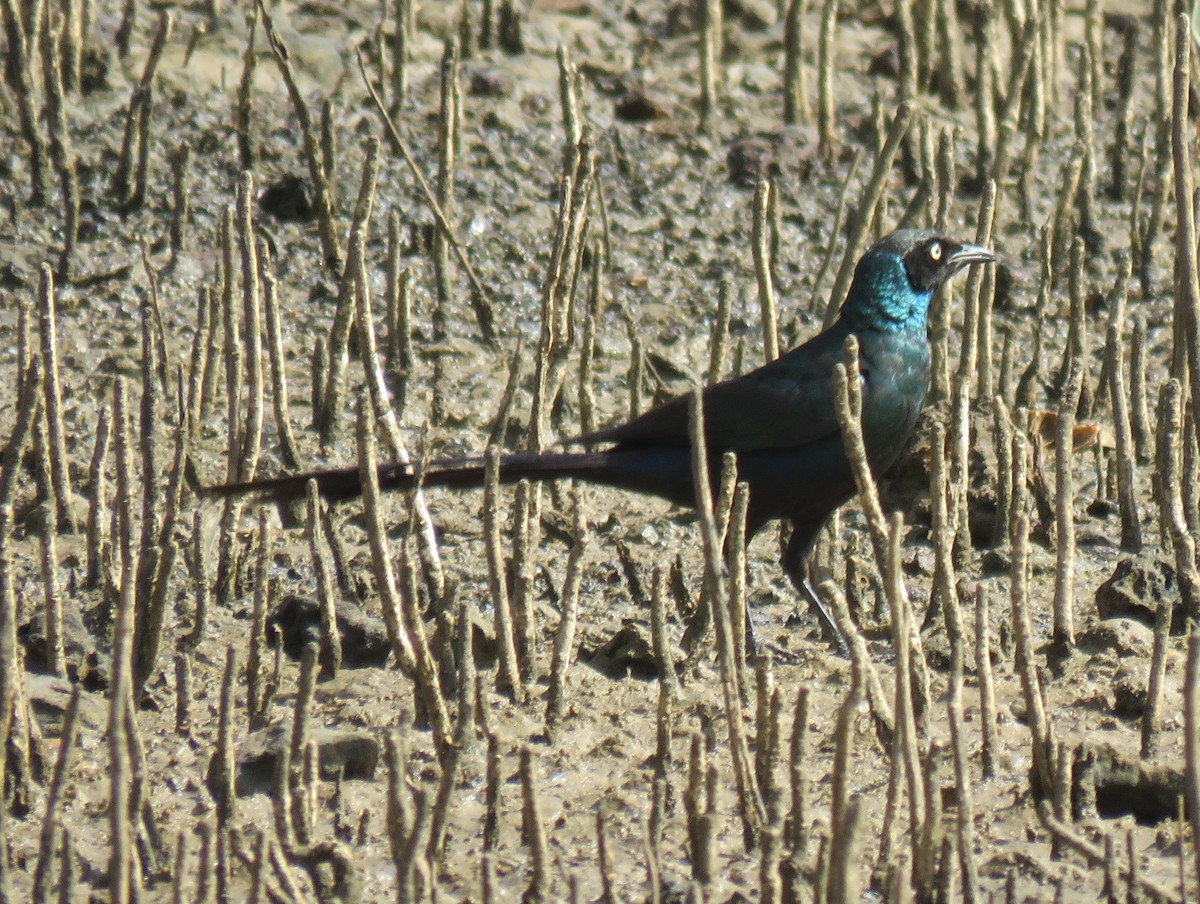 Long-tailed Glossy Starling - ML147281341