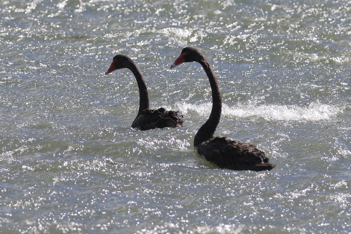 Black Swan - Russ Morgan