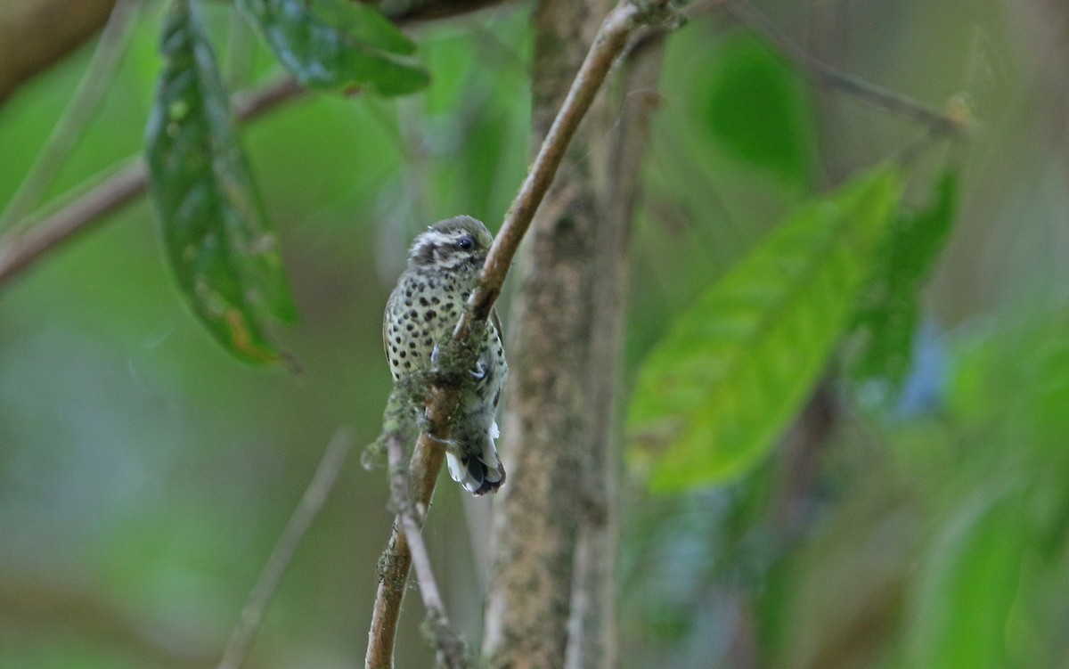 Speckled Piculet - ML147284091