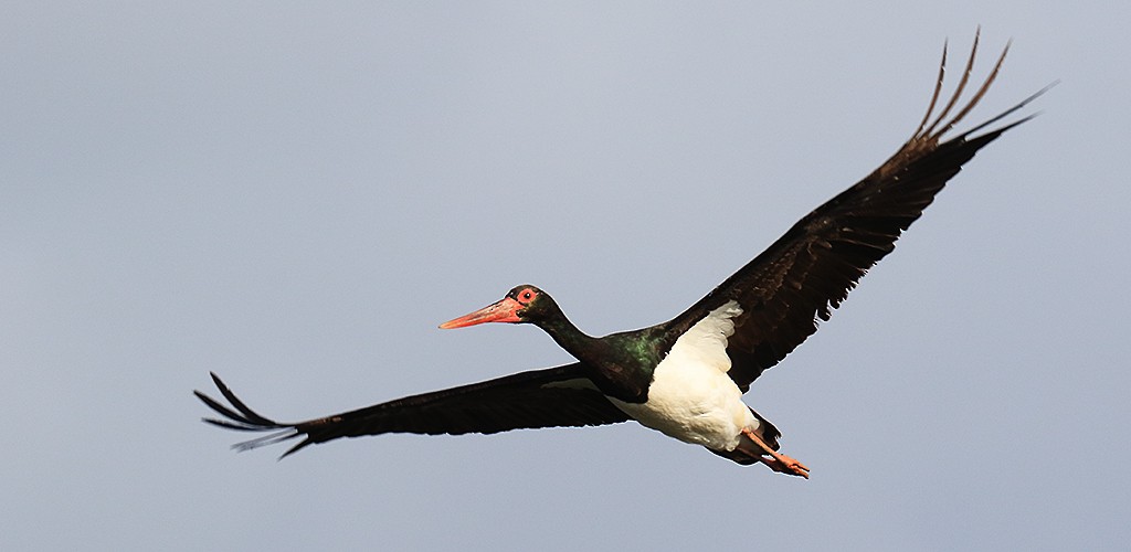 Black Stork - manuel grosselet