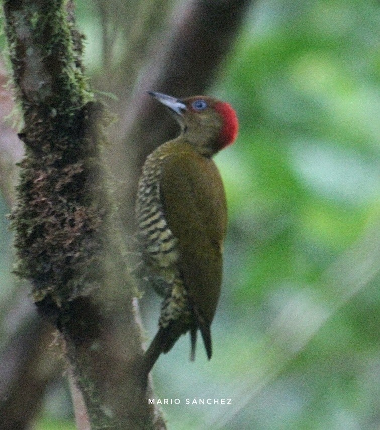 Rufous-winged Woodpecker - Mario Sánchez