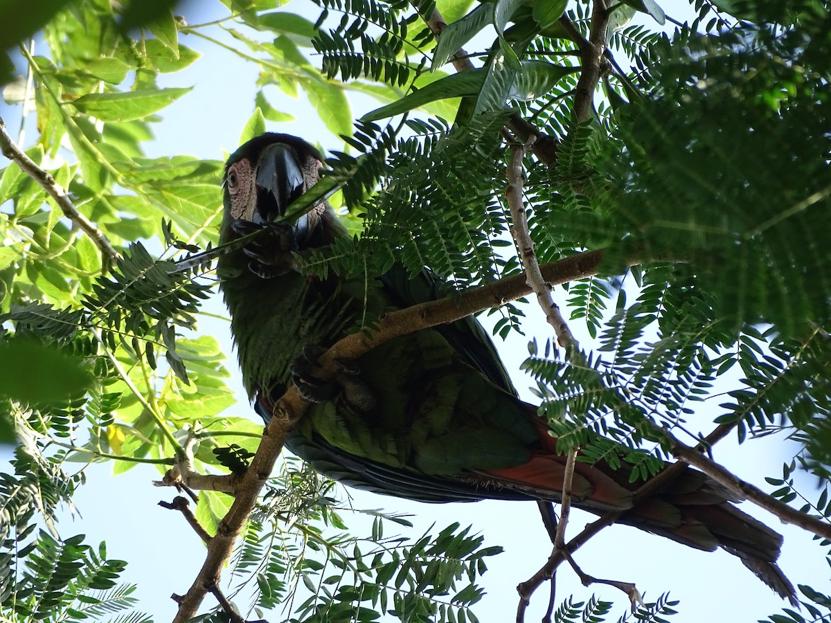 Chestnut-fronted Macaw - Esteban Villa Restrepo