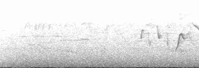 Bonapartewaldsänger (striaticeps) - ML147288