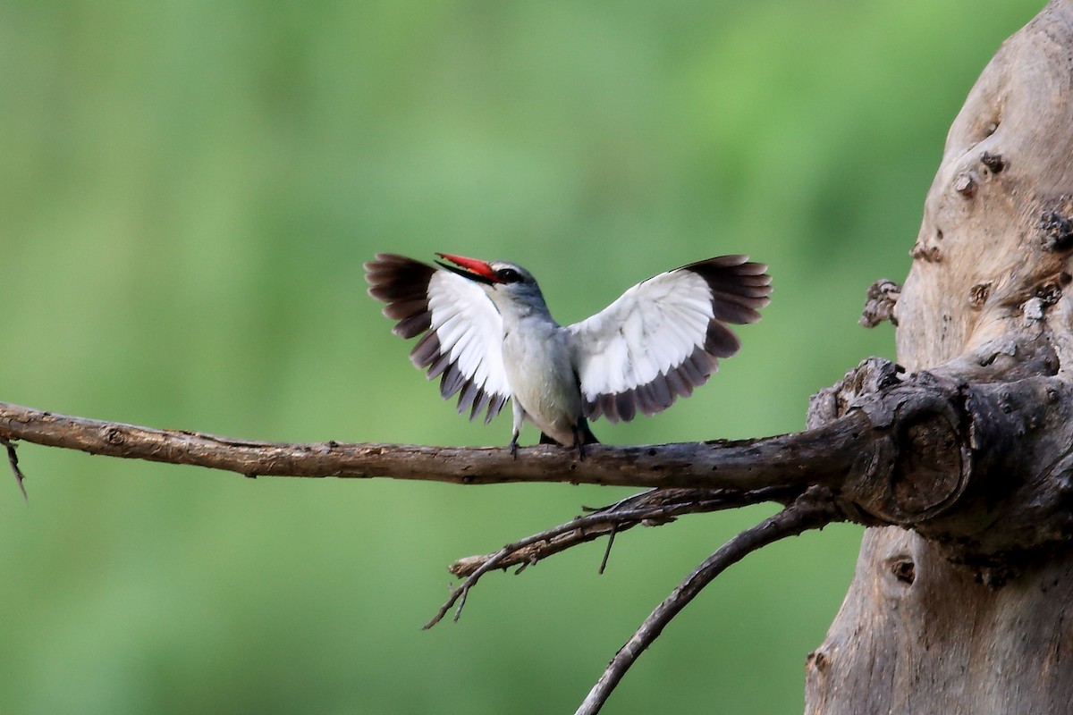 Woodland Kingfisher - John Mercer