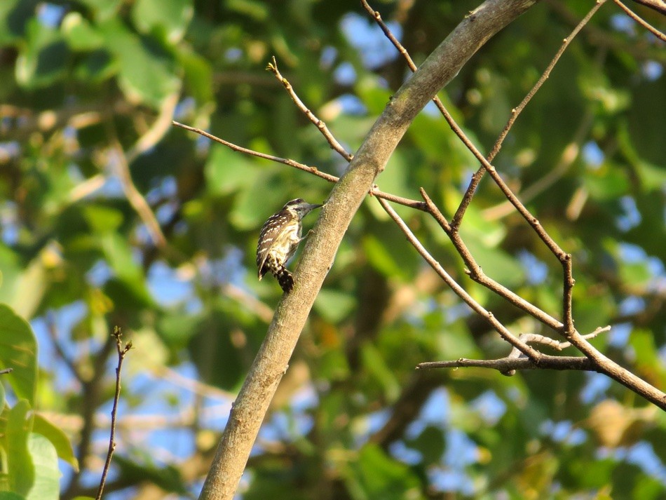 Philippine Pygmy Woodpecker - André Weiss