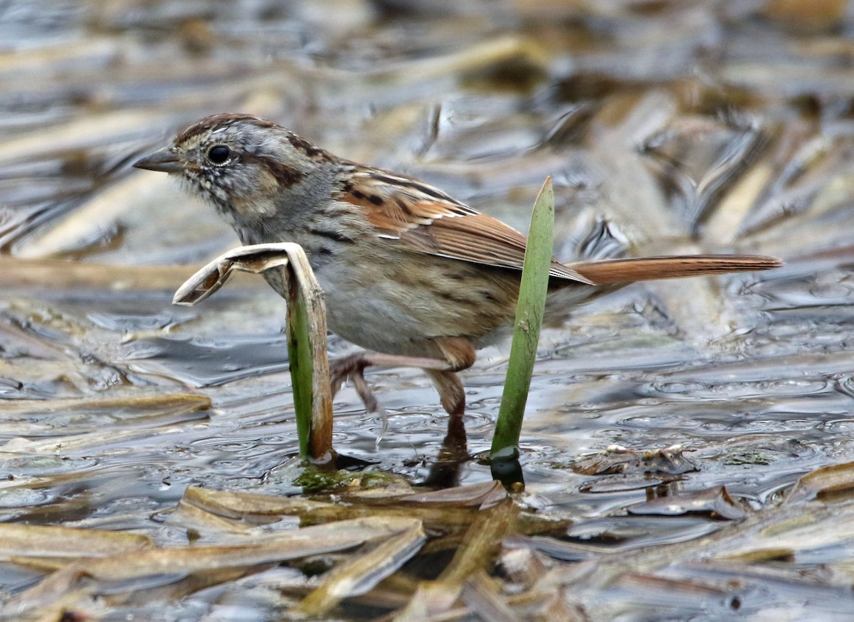Swamp Sparrow - William Parkin