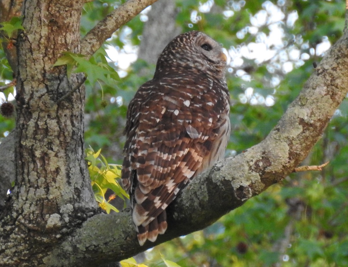 Barred Owl - Janine Robin