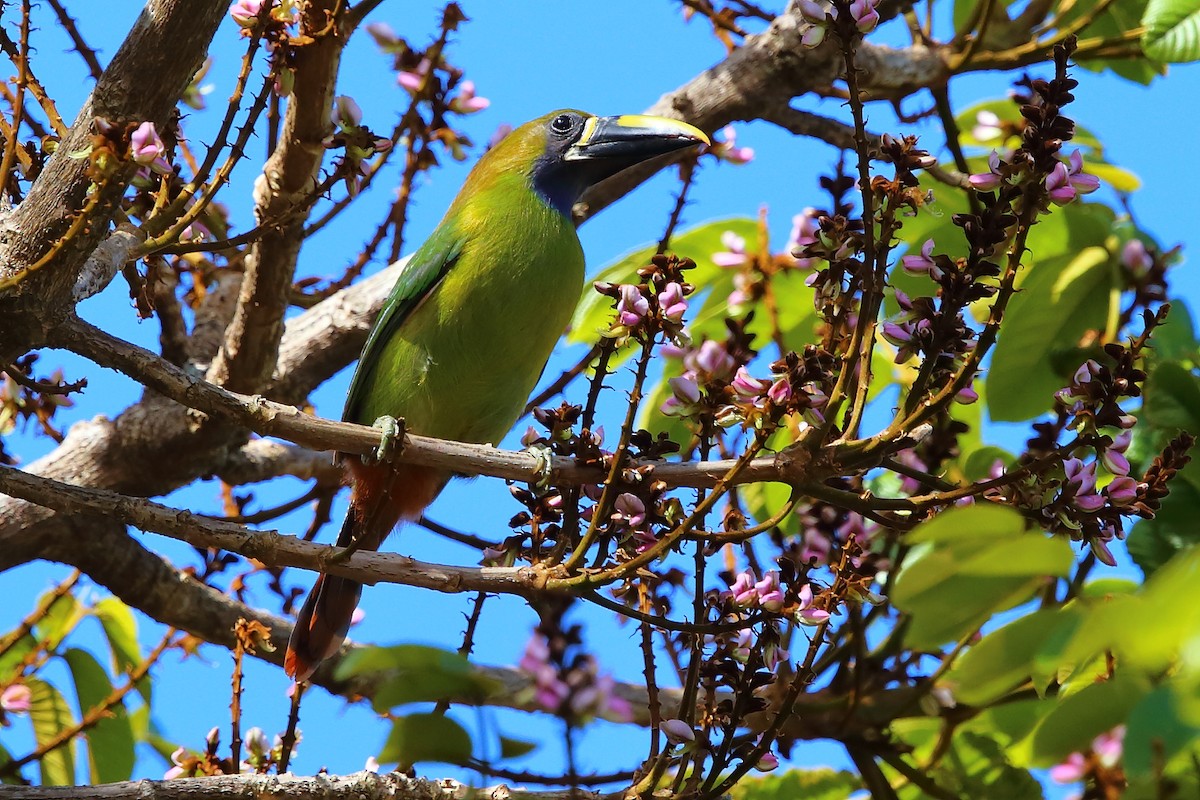 Northern Emerald-Toucanet (Blue-throated) - ML147296341