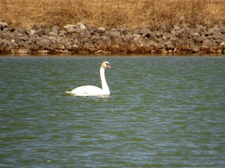 Mute Swan, ML147296461