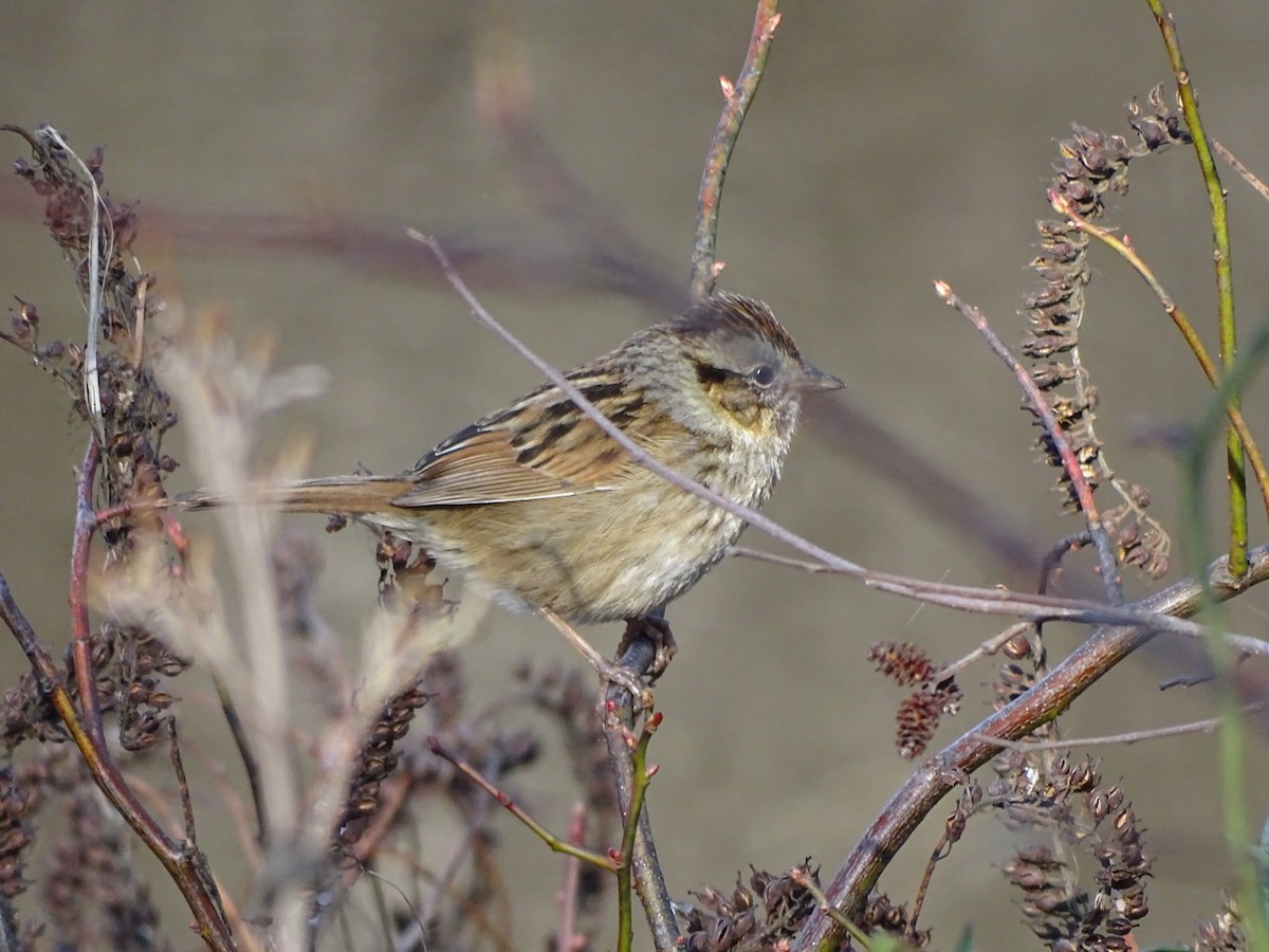 Swamp Sparrow - Maeve and Joey Coker