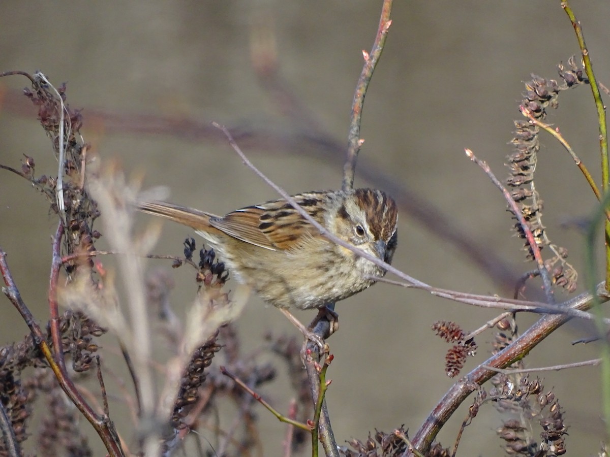 Swamp Sparrow - Maeve and Joey Coker